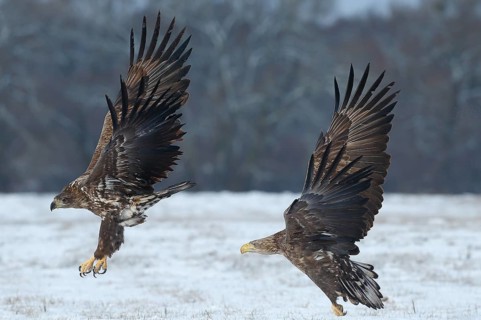 White-tailed Eagle (Haliaeetus albicilla) juveniles flying, Poland