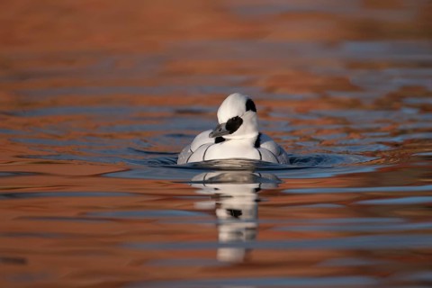 Smew (Mergellus albellus) adult male duck bird on a lake, England, United Kingdom