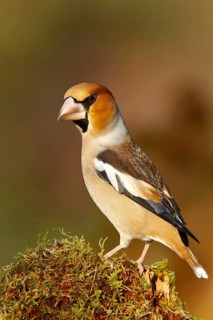 Hawfinch (Coccothraustes coccothraustes) male, North Rhine-Westphalia, Germany