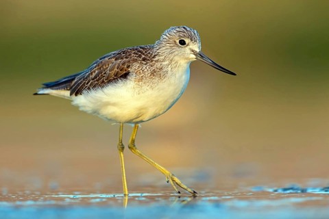 Greenshank, (Tringa nebularia) Wading bird, limesticks, foraging in mudflats, snipe family Salalah,