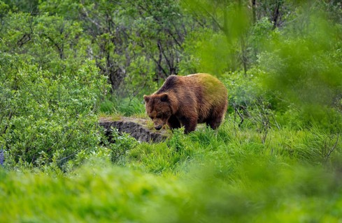 Brown bear (Ursus arctos) in the grass in spring, Alaska, USA