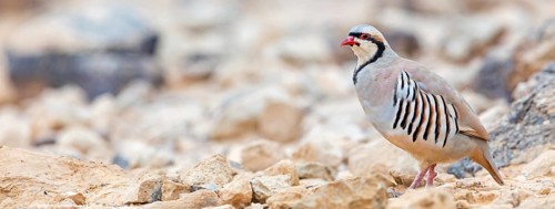 Chukar chicken, Chukar stone chicken, (Alectoris chuka), Animals, Chickens, Chukahens, Family of