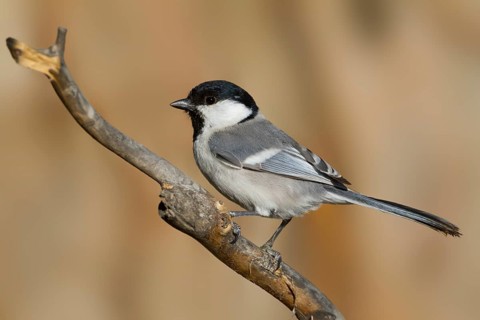Turkestan Tit - Turkestanmeise - Parus major ssp. turkestanicus, Kazakhstan, adult