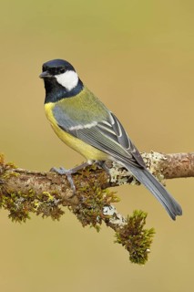 Great Tit (Parus major), sitting on a branch overgrown with moss and lichen, Wildlife, Animals,