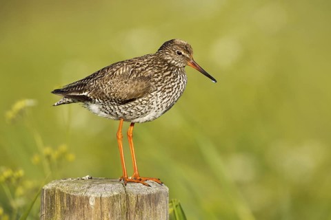 Common Redshank (Tringa totanus), Texel, Netherlands