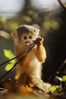 Black-capped squirrel monkey (Saimiri boliviensis), juvenile, captive, occurrence in South America