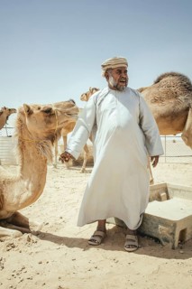 Camel breeder with dromedaries (Camelus dromedarius) on his farm near Shisr, Dhofar, Oman