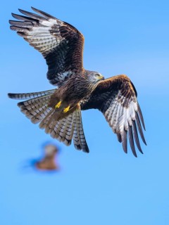 Red Kite, Milvus milvus, bird in flight