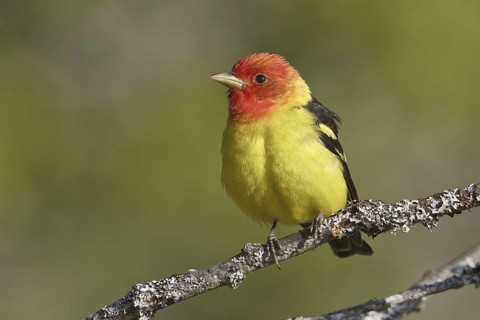 Western Tanager (Piranga ludoviciana) male, British Columbia, Canada