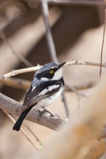 Pririt Batis (Batis pririt) male, Namibia