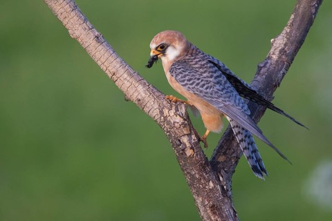 Red-footed Falcon (Falco vespertinus) female perched on a branch, Subotica, Serbia