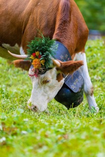 Brown and white cow in a field with flower-decorated horns and bell, Lauterbrunnen, Switzerland