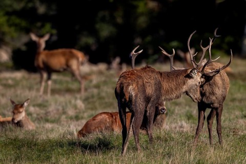 Playful fight between young red deer (Cervus elaphus), the more mature deer are exhausted at the