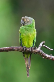 Dusky-headed Parakeet (Aratinga weddellii) perched on a branch in Bolivia, South America