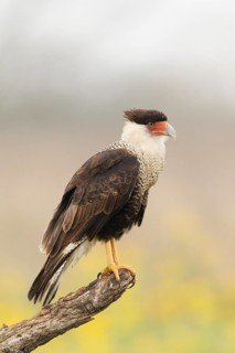 Northern Crested Caracara (Caracara cheriway) juvenile, Texas, USA