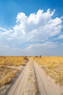 Road, track between yellow dry grass, Nxai Pan National Park, Botswana
