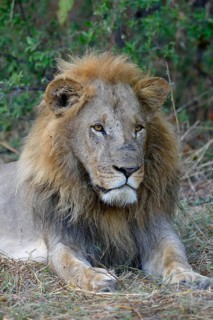 Lion (Panthera leo), male lies in bushes, animal portrait, Khwai region, North-West District,