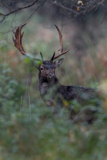 A fallow deer (Dama dama) leaves the rut and appears directly in front of my hide, the soaked fur