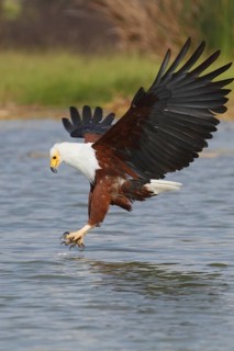 African Fish Eagle (Haliaeetus vocifer) flying, Lake Baringo, Kenya
