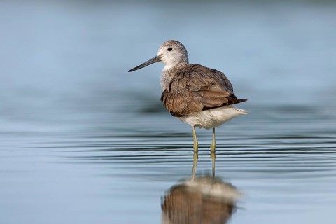 Common Greenshank (Tringa nebularia), Victoria, Australia