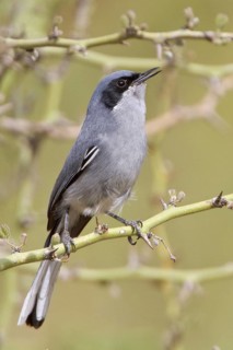 Masked Gnatcatcher (Polioptila dumicola) perched on a branch in Bolivia, South America