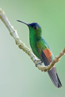 Blue-capped Hummingbird (Eupherusa cyanophrys) perched on a branch in Oaxaca, Mexico