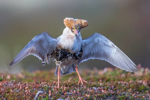 Ruff (Calidris pugnax) male displaying, Finnmark, Norway