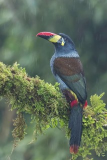 Gray-breasted Mountain-Toucan (Andigena hypoglauca) perched on a branch in Colombia, South America