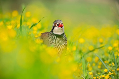 A red-legged partridge stands amidst a lush field of bright yellow flowers The scene captures the