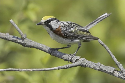 Chestnut-sided Warbler (Setophaga pensylvanica), Ontario, Canada