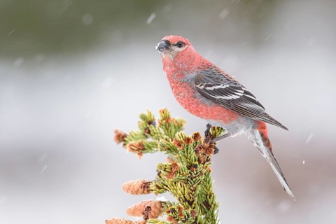 Pine Grosbeak (Pinicola enucleator) male perched on a branch, Alaska, USA