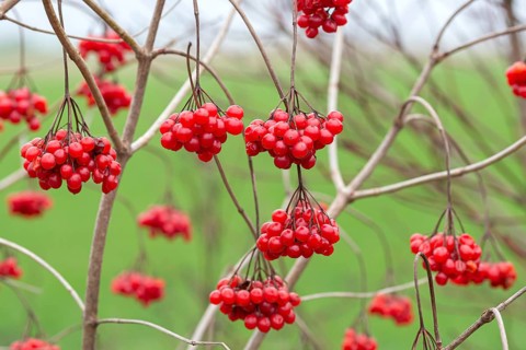 Snowball (Viburnum opulus), Germany