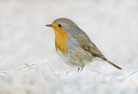 European Robin (Erithacus rubecula) perched on iced ground, Aosta Valley, Italy