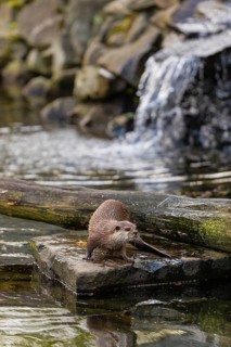 One oriental small-clawed otter or Asian small-clawed otter (Aonyx cinerea), standing on a rock