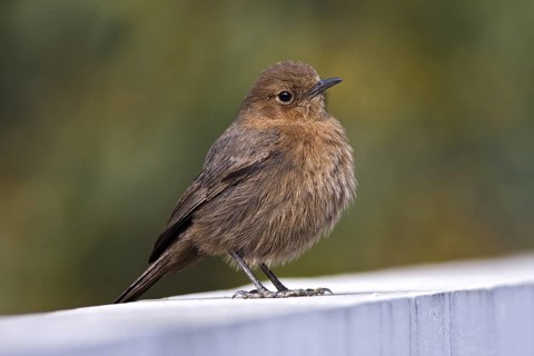 Brown Rock Chat (Oenanthe fusca), Pakistan