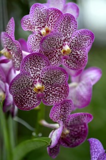 Orchid in Uncle Niyom's orchid garden, flowers, near Wat Saphan, Taling Chan district, Bangkok,