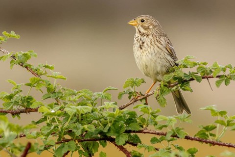 Corn Bunting (Emberiza calandra), perched on a branch, Galicia, Spain