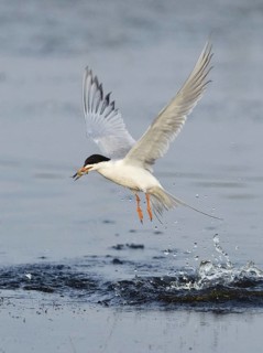 Forster's Tern (Sterna forsteri) flying, Texas, USA
