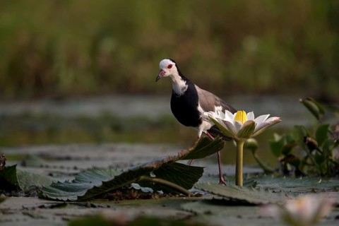Long-toed Lapwing (Vanellus crassirostris) foraging, Semuliki National Park, Uganda