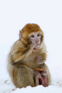 Barbary macaque or magot (Macaca sylvanus), young animal sitting in the snow and eating, winter,