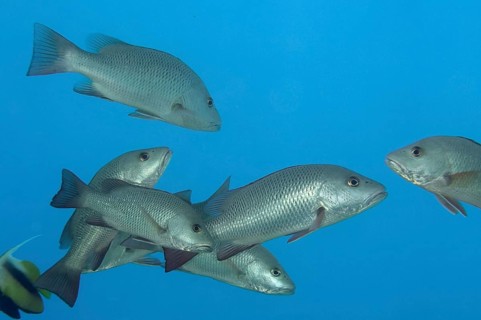 Mangrove snapper (Lutjanus argentimaculatus)