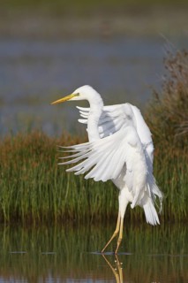 Great Egret (Ardea alba) foraging, Greece