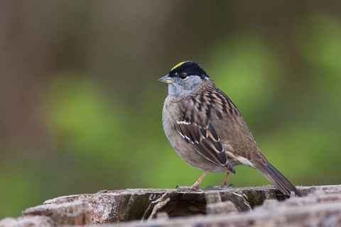 Golden-crowned Sparrow (Zonotrichia atricapilla), British Columbia, Canada