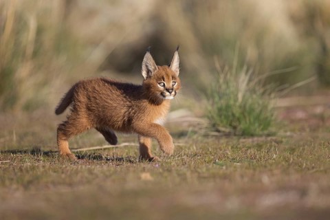 Caracal (Caracal caracal) cub running, Castile-La Mancha, Spain