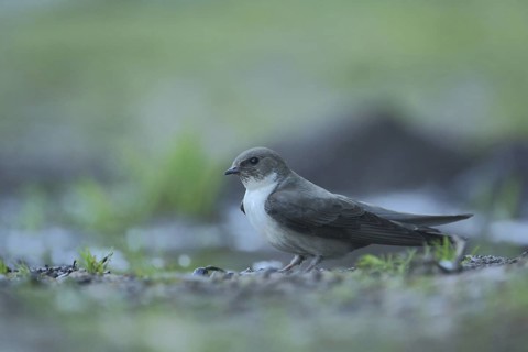 Crag martin (Hirundo rupestris) on the ground in the silt, Monfragüe, Campillo de Deleitosa,