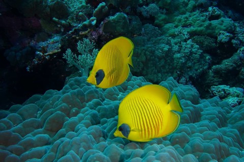 Maskarill masked butterflyfish (Chaetodon semilarvatus)