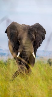African elephant (Loxodonta africana), in tall grass, Serengeti National Park, Tanzania