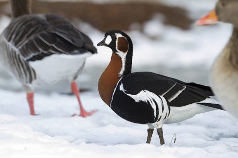 Red-breasted Goose (Branta ruficollis), Bavaria, Germany