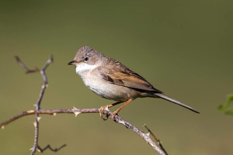 Common Whitethroat (Sylvia communis) male perched on a branch, Madrid, Spain