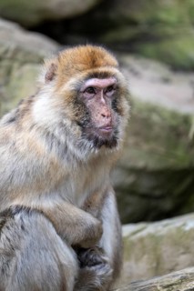 Barbary macaque (Macaca sylvanus), captive at Schönbrunn Zoo, Vienna, Austria